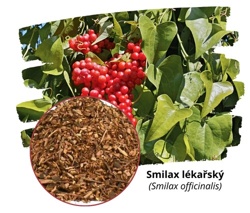Smilax officinalis